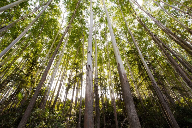 A Stora Enso afirma que é um dos maiores proprietários florestais privados do mundo, oferecendo uma enorme fonte de matéria-prima para o abastecimento de lignode
Stora Enso