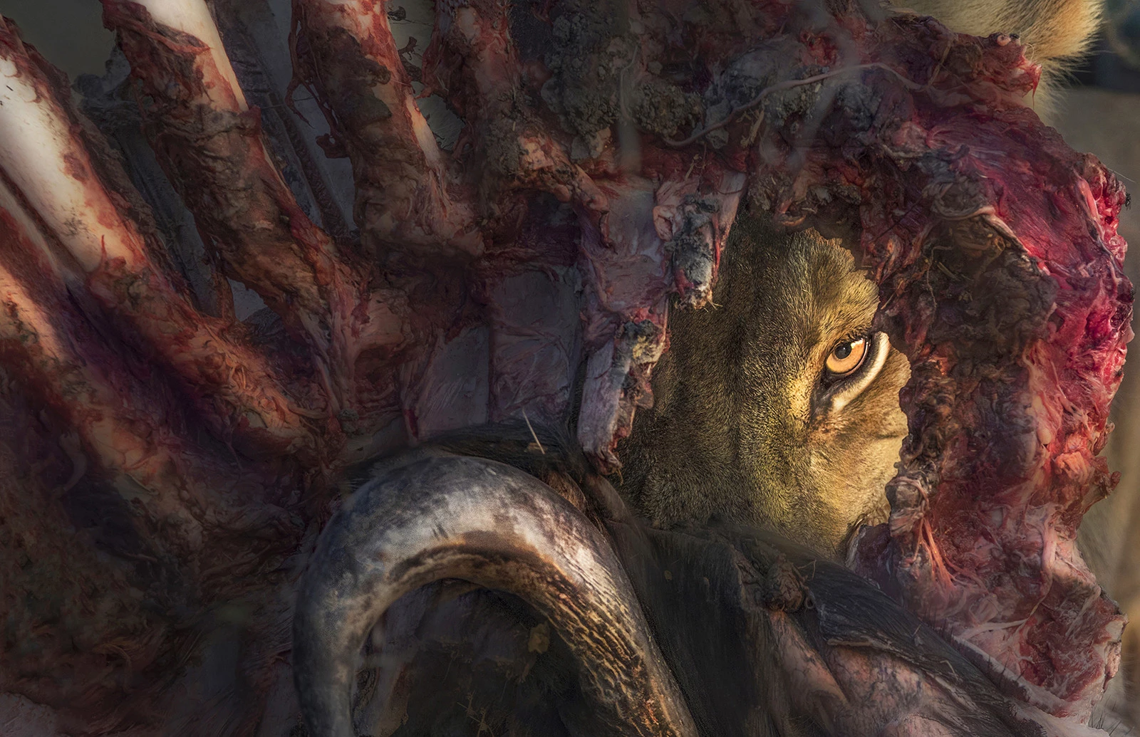 Runner up - Animal Portraits. Okavango Delta, Botswana. During his visit to the Okavango Delta, the photographer chanced upon a pride of lions hunting buffalos. The next night, a pack of 30 hyenas tried to steal the kill from the lions. This image was made the following day when a lone lion was feeding on one of the carcasses.