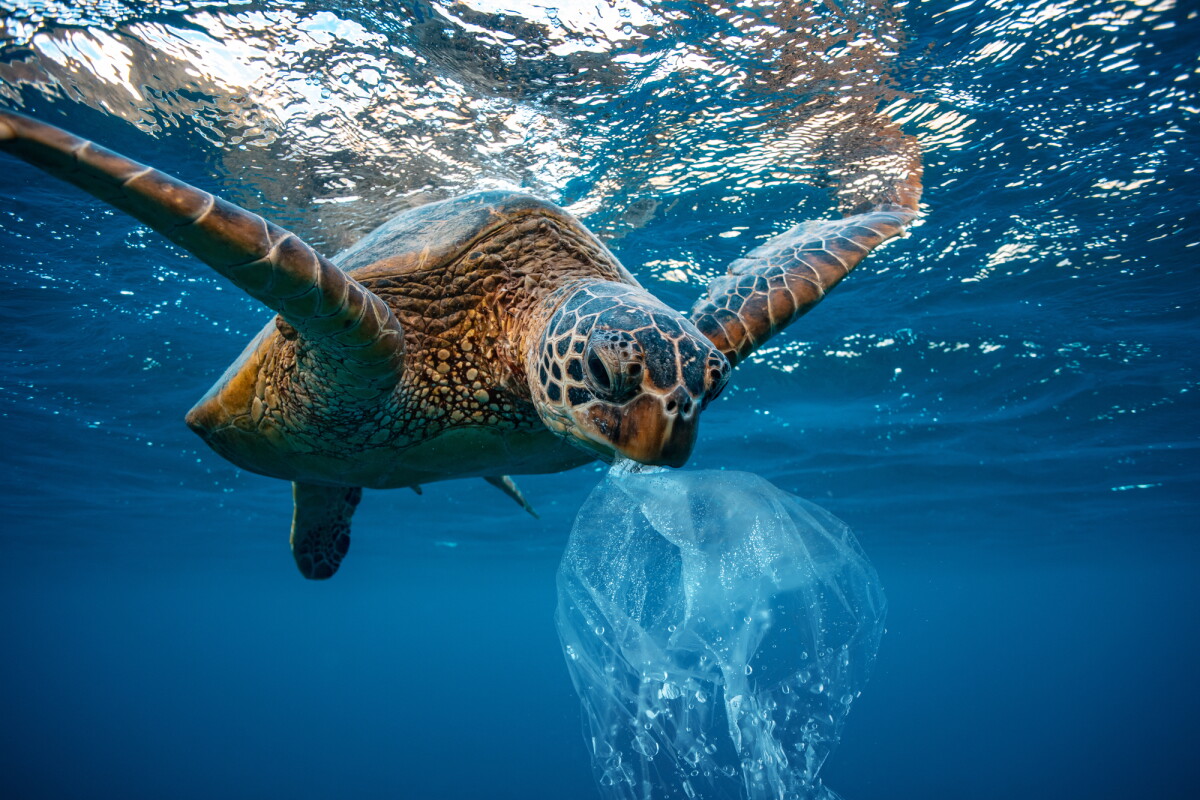 Ocean Pollution Animals ocean-pollution-animals