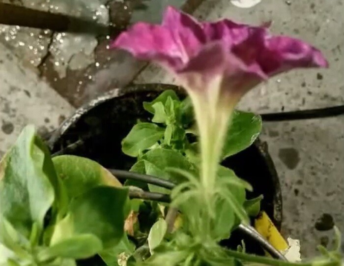 A formerly white Revolution Biotechnology petunia 23 hours after being watered with a dilute ethanol solution