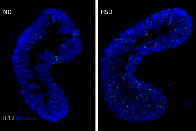 White blood cells that produce a protein called IL-17 (green) accumulate in large numbers in the small intestine of mice fed a high-salt diet for eight weeks (right), compared with mice fed a normal diet – this magnified image shows cells in a part of the intestinal layer that absorbs digested food and protects against infection