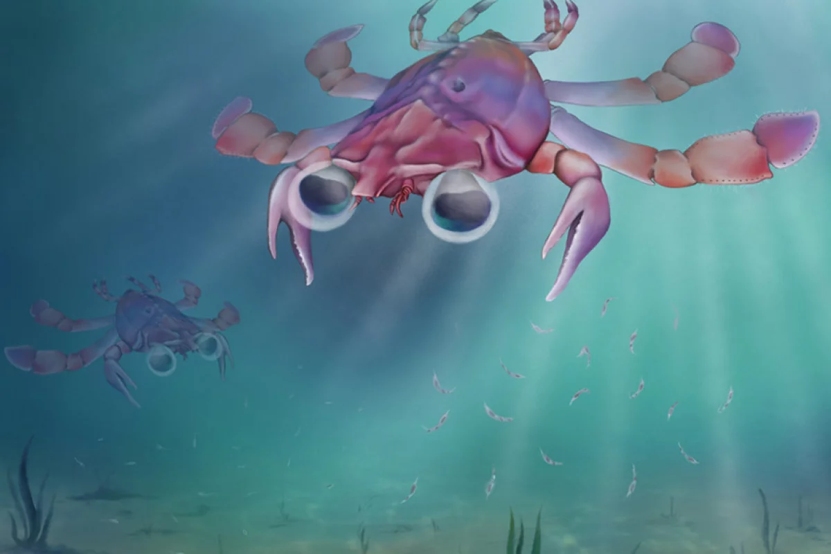 Artistic reconstruction of Callichimaera perplexa