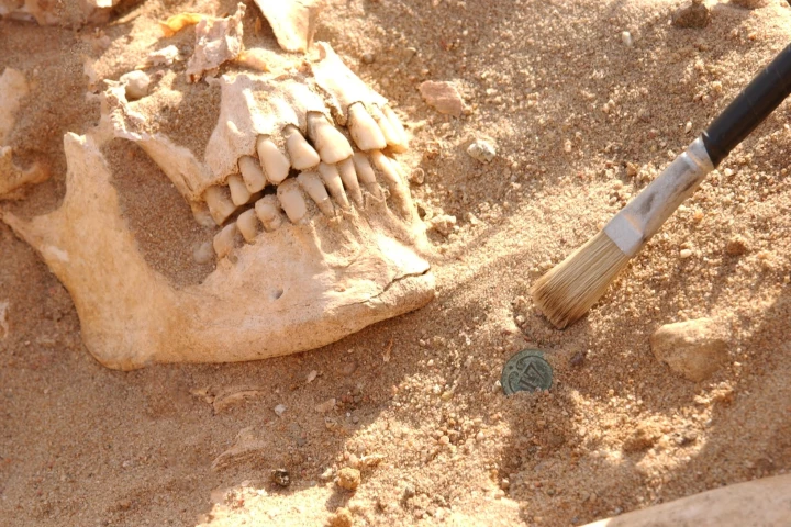 The skull of a soldier from Napoleon's army whose teeth were used in the new DNA analysis