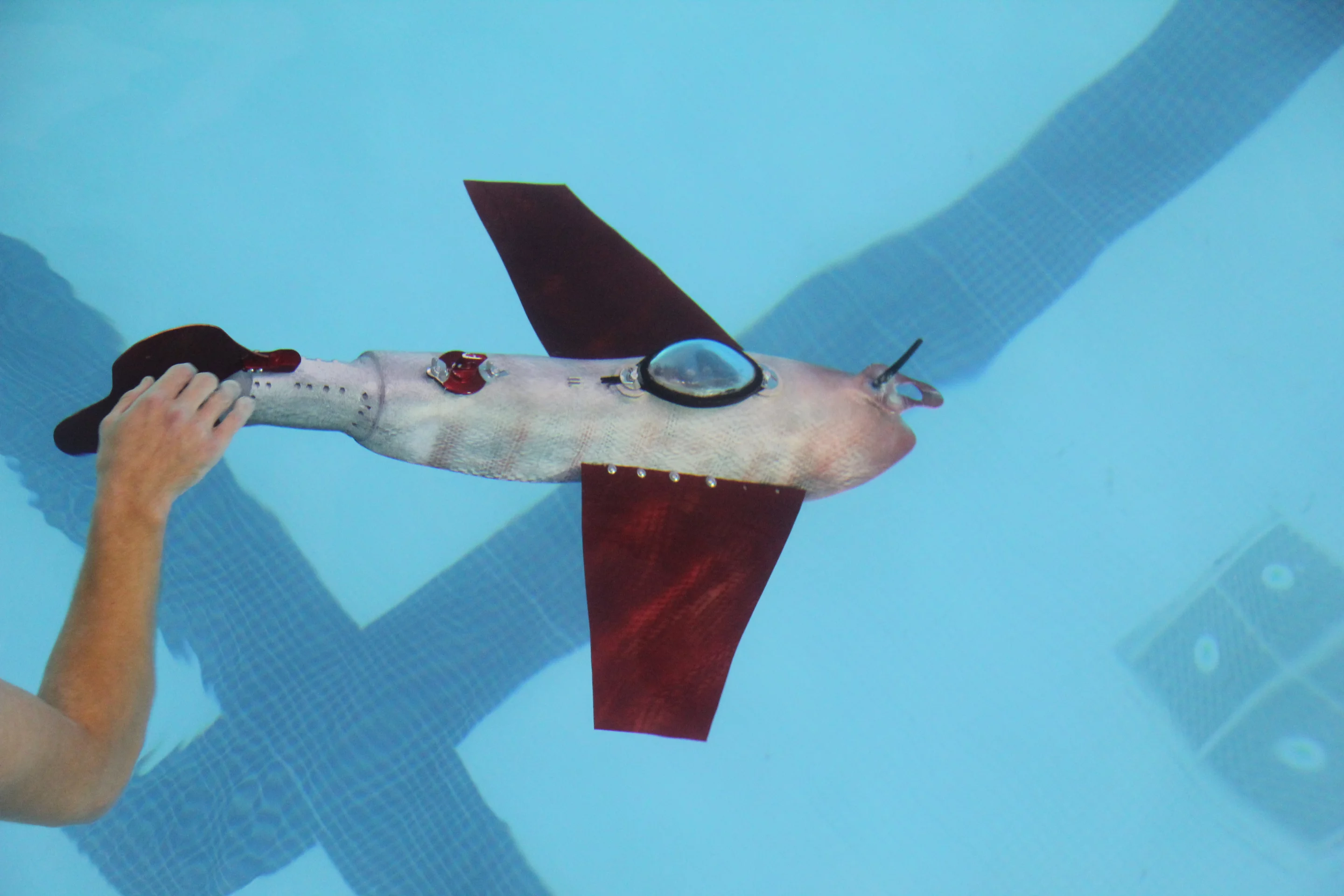 Grace takes a dip in a swimming pool as part of its regular testing (Photo: Xiaobo Tan)