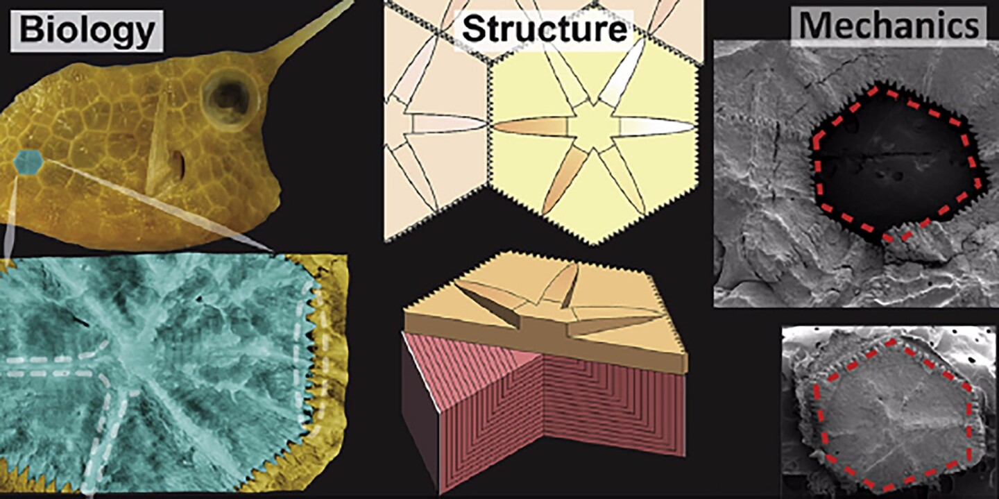 While the majority of fish have overlapping scales, the boxfish's carapace is made up of hexagonal-shaped scales called scutes connected by sutures