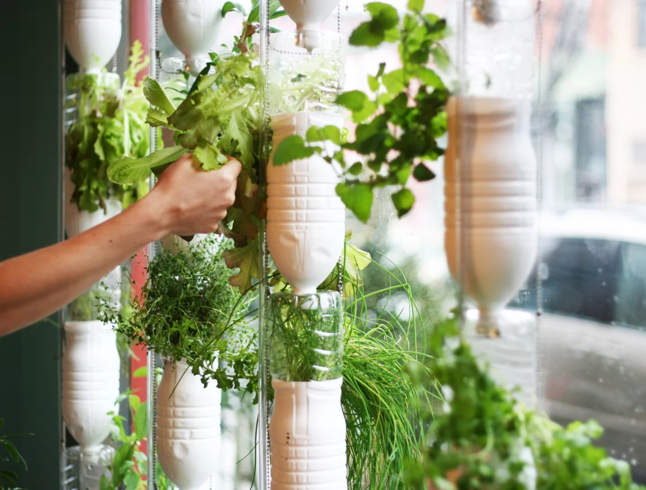 An earlier version of the Windowfarms system, with recycled plastic bottles being used as planters