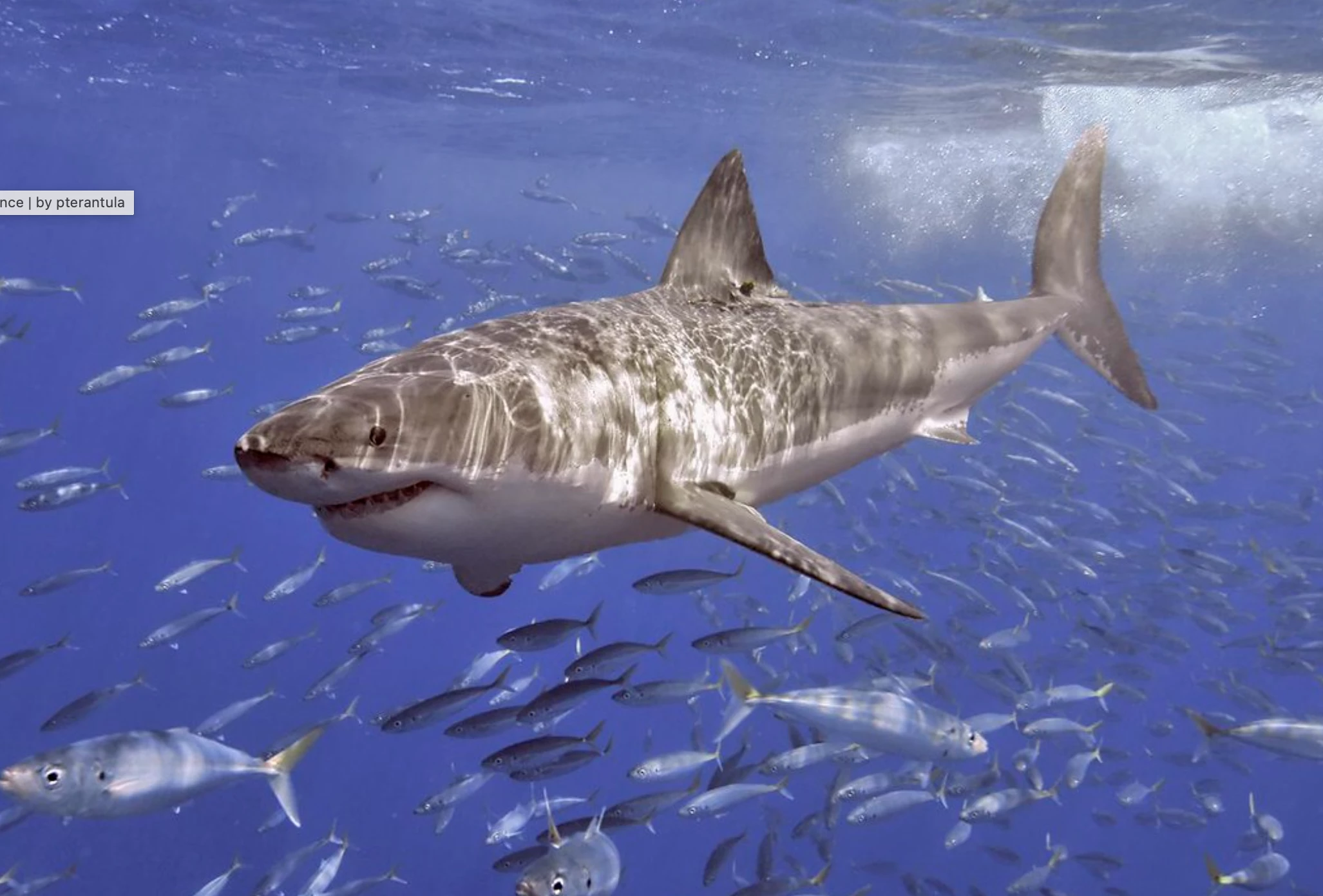 Ocean enemy number one: The great white shark (Carcharodon carcharias)