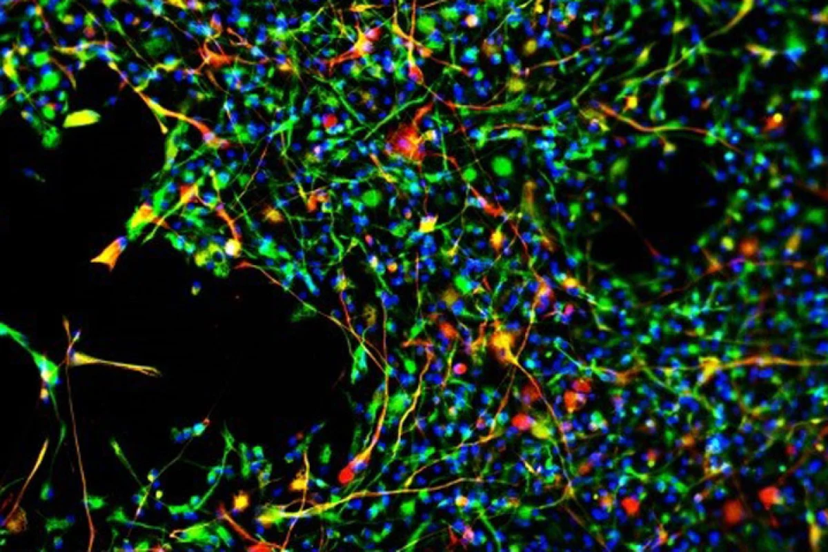 Neural stem cells maturing into brain cells in mice