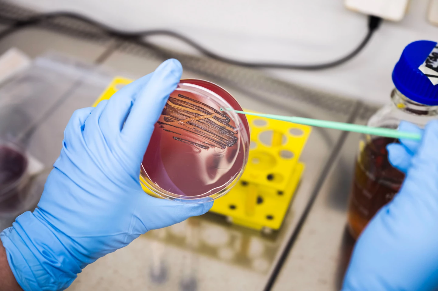 Subculturing of a P. gingivalis sample after cultivation for further testing of the active substance
