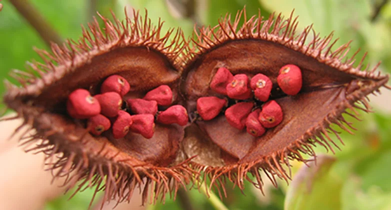 Scientists have discovered that a compound found in natural food additive annatto could play a role in tackling skin cancer
