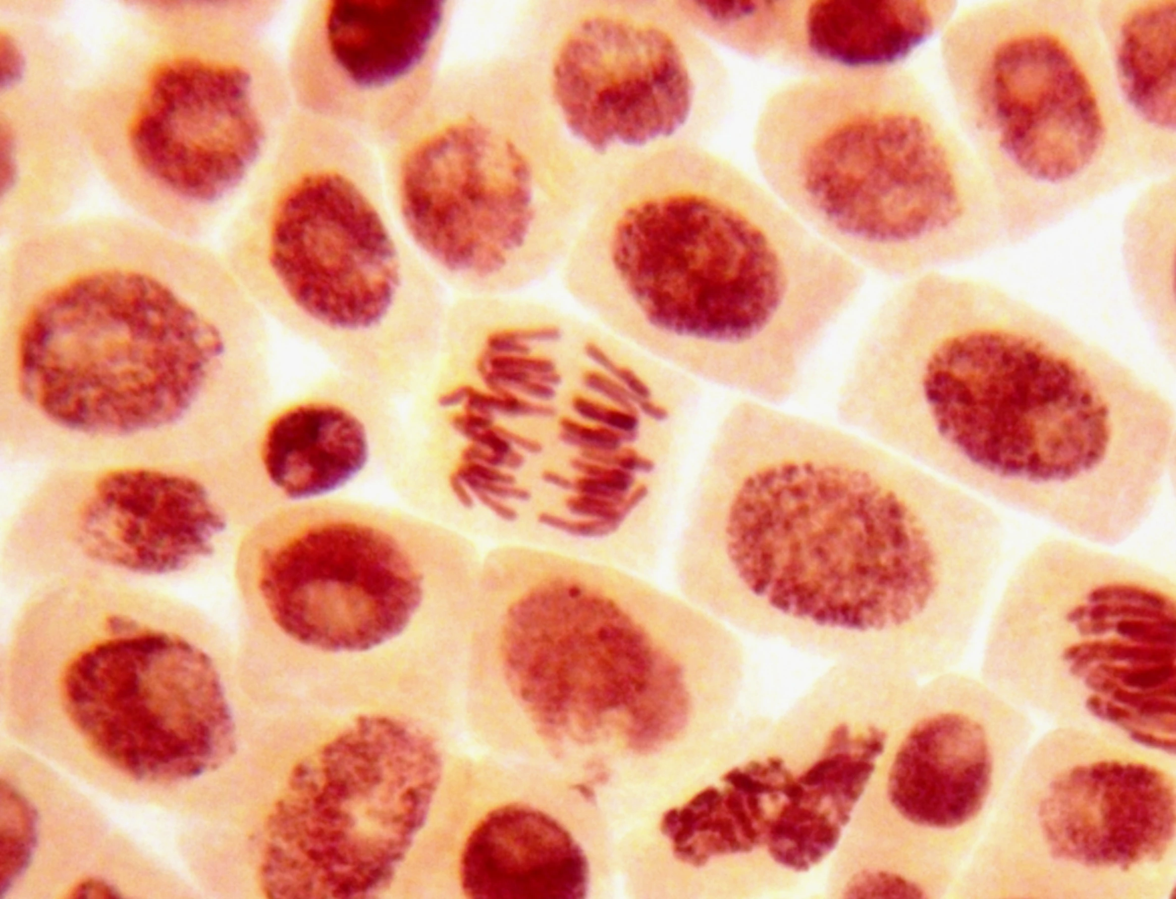 Scientists have used steroids to enhance the performance of stem cells (Photo: Shutterstock)