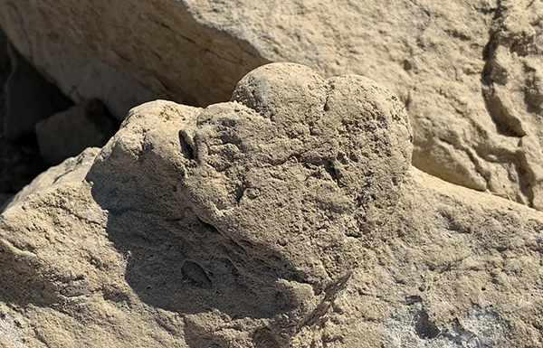 The footprint in question – no others from the baby stegosaur were found at the site