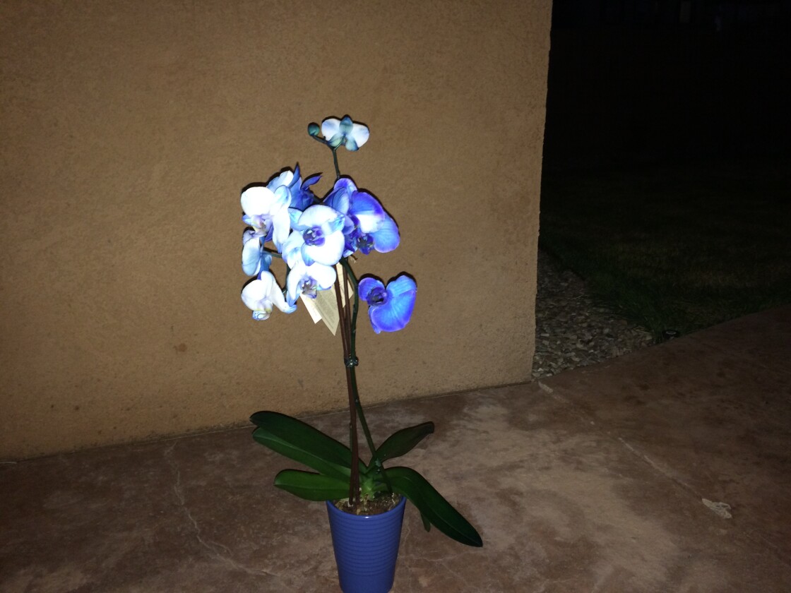 The same setting, only with no artificial lighting and the "True Tone" flash turned on