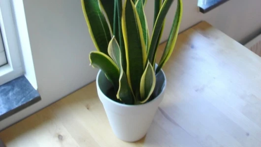 A Snake Plant – found to emit 12 volatile organic compounds into the atmosphere (Photo: Martin Olsson)