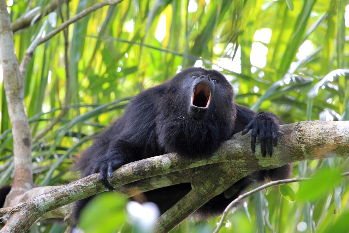 Howler monkeys make their distinctive sound to warn other animals away from their territory in addition to helping members of a group stay together