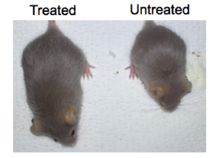 Two mice of the same age with progeria, with the mouse on the left receiving the newly developed gene therapy