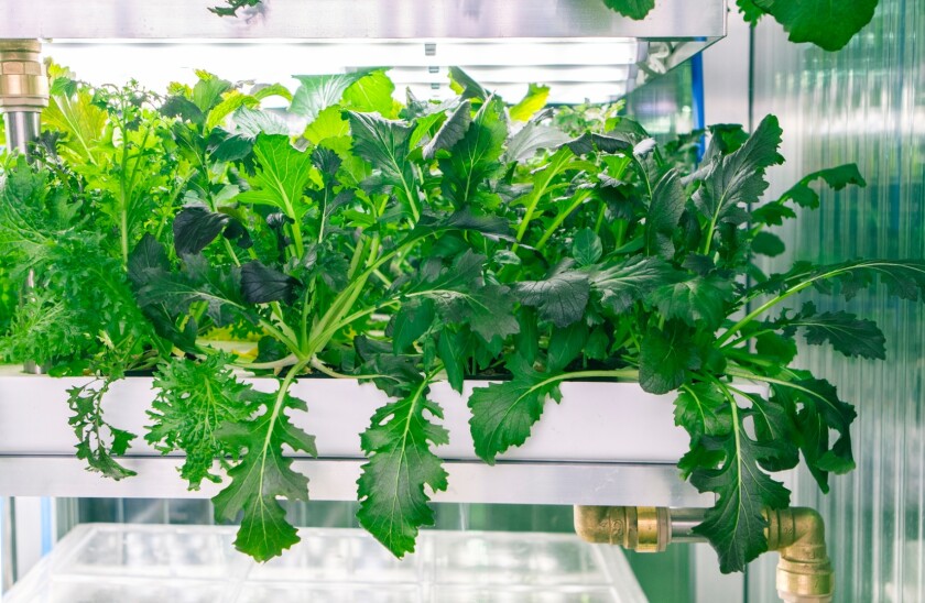 The INFARM uses LED lights to mimic sunlight, microsensors to monitor its environment, and data processing to calculate and deliver the conditions needed for the plants to thrive
