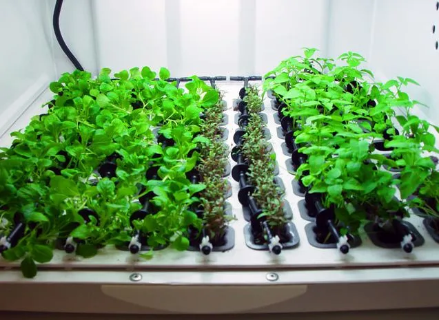 Greens growing hydroponically inside the Urban Cultivator