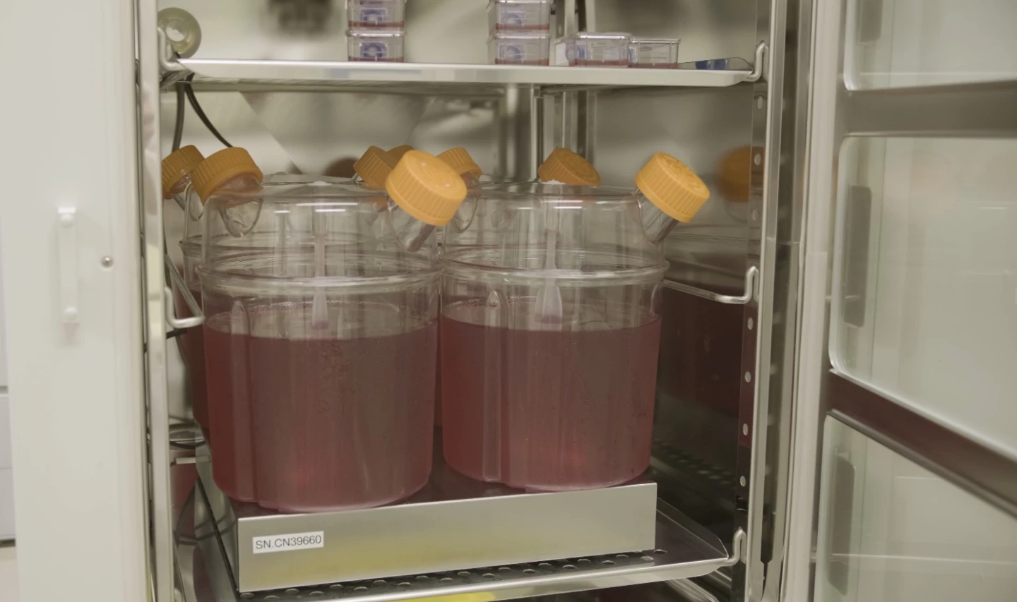 Flasks of the cell culture liquid, incubating red blood cells for transfusion