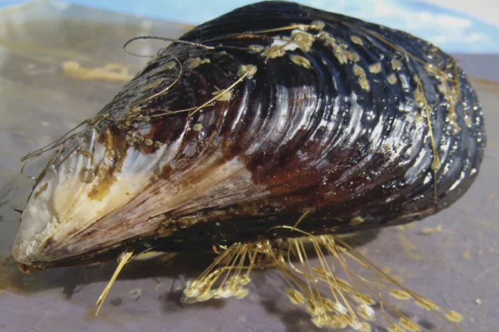A mussel displaying its byssus (Image courtesy Matt Harrington)