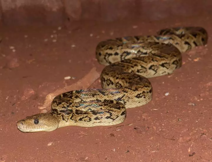 Once thought to be solitary hunters, the Cuban boa has found power in numbers
