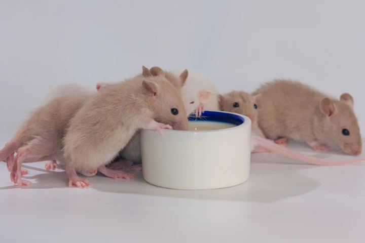 A specially enhanced probiotic put the brakes on a group of wine-drinking mice's party