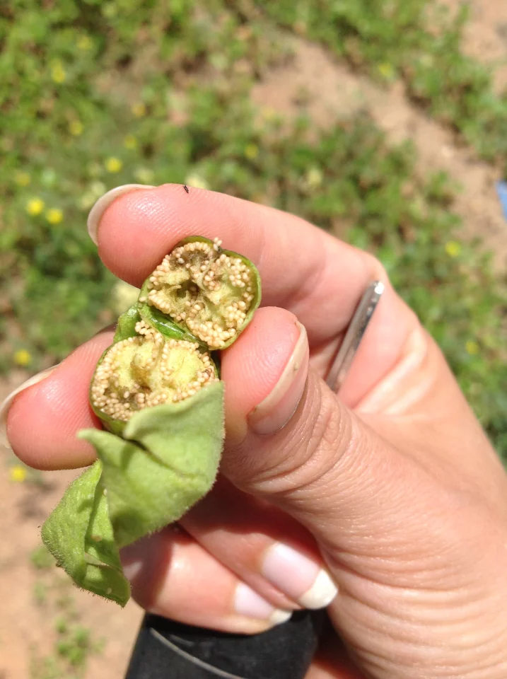 Solaris, a hybrid, nicotine-free tobacco plant with oil-rich seeds