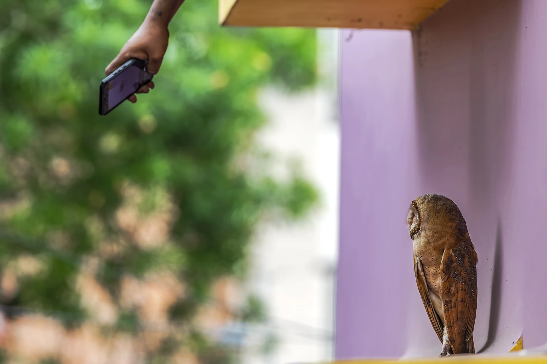 Special Mention - Conservation Issues. Life in the City, Kolkata, West Bengal