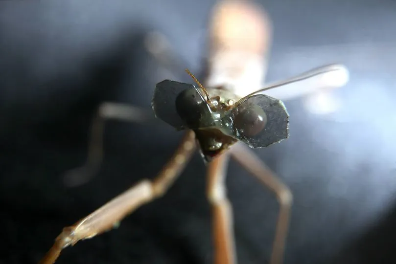 The mantises are held in place in front of a computer screen, on which moving three-dimensional visual targets are presented