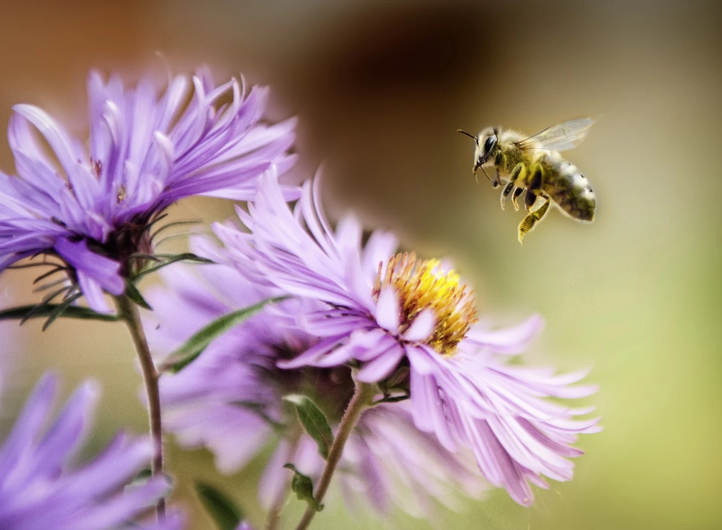 Bee venom could be the key to delivering drugs across the blood brain barrier