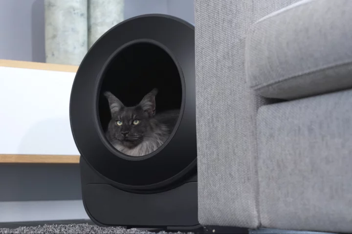 This one looks pretty happy in the generously proportioned Petlux V3 litter box