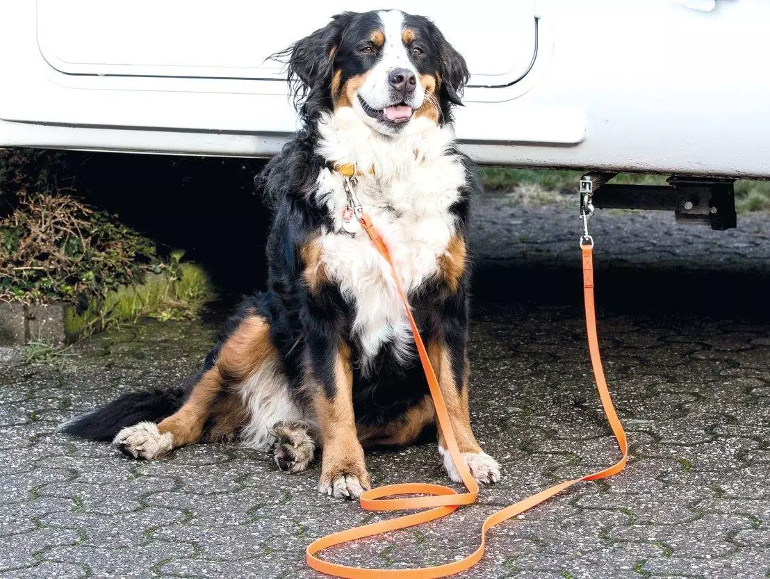 Vehicle-mounted rings provide an easy place to clip the leash in place