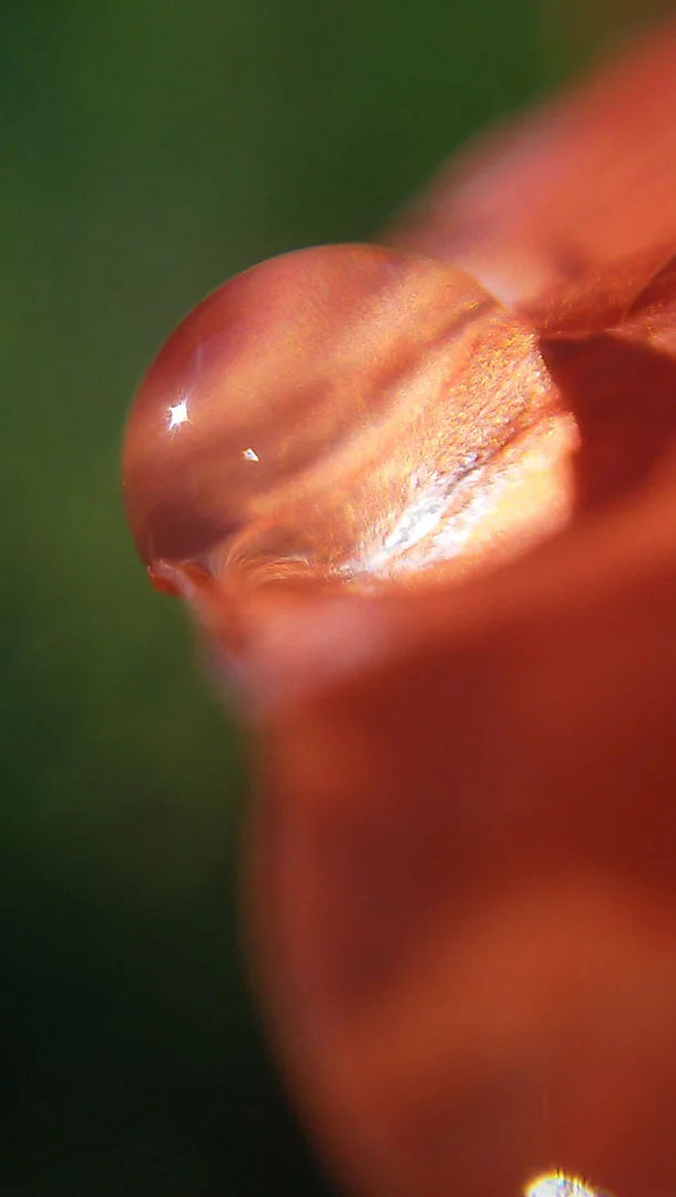 An accompanying app for iOS, Android and Windows Phone allows users to take and share photos