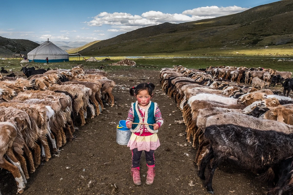 France Leclerc: Among the Sheep - 1st Place in Culture, Amateur
