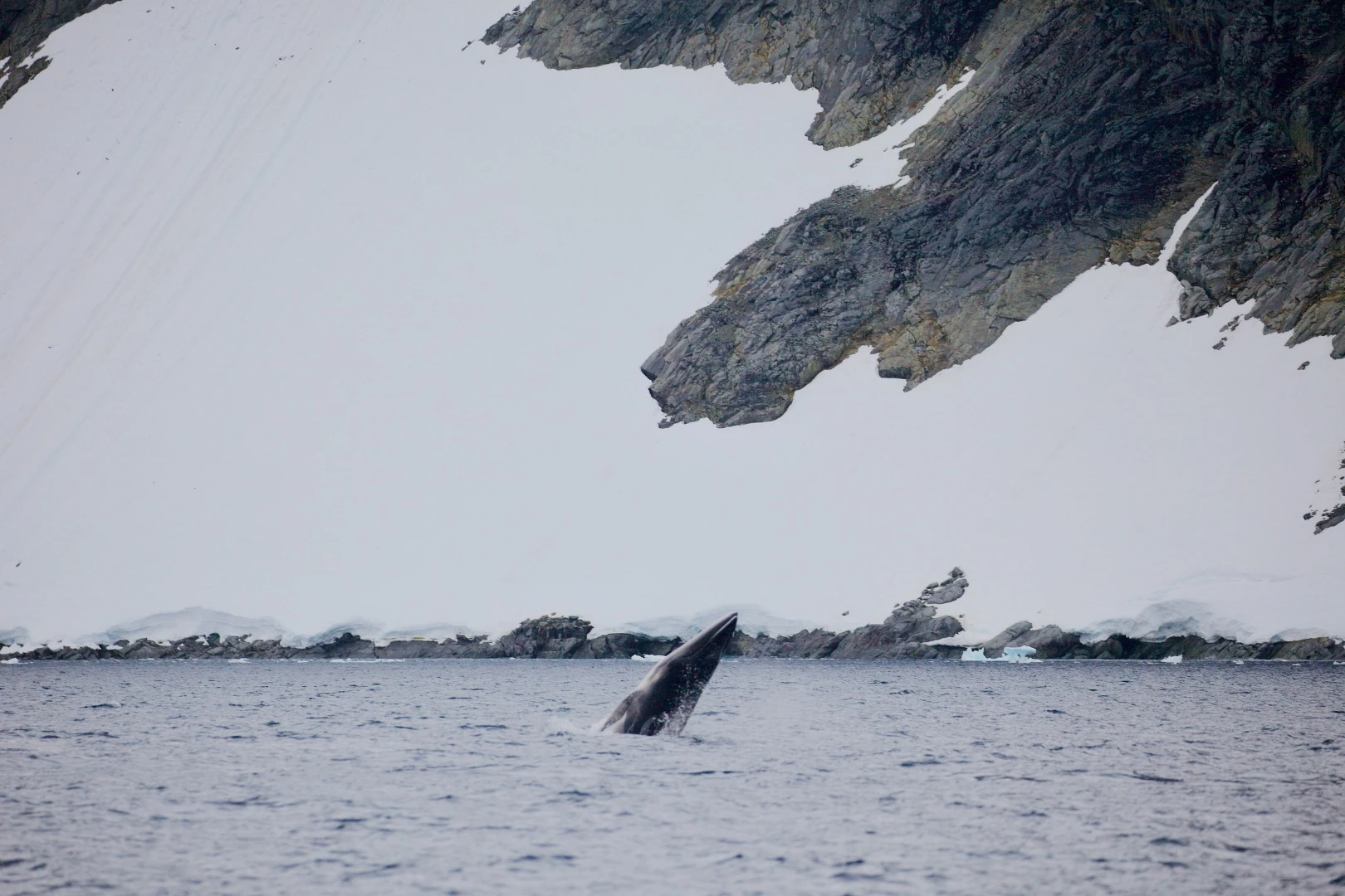 Minkes whales get their sustenance from krill or small fish