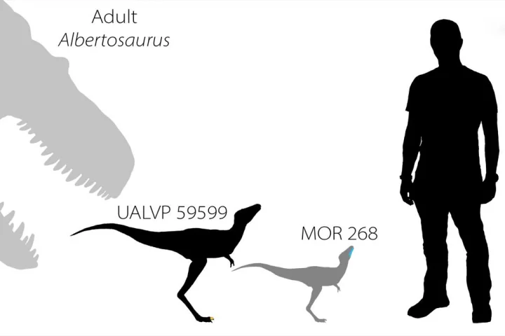 The relative sizes of an adult Albertosaurus tyrannosaur, two tyrannosaur babies (as determined by their fossilized remains), and lead scientist Dr. Greg Funston