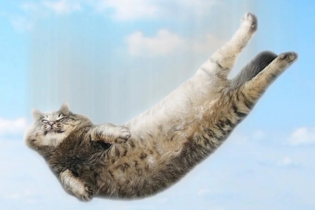 Researchers are studying the physics behind cats' ability to land on their feet to help improve robots (Image: Shutterstock)