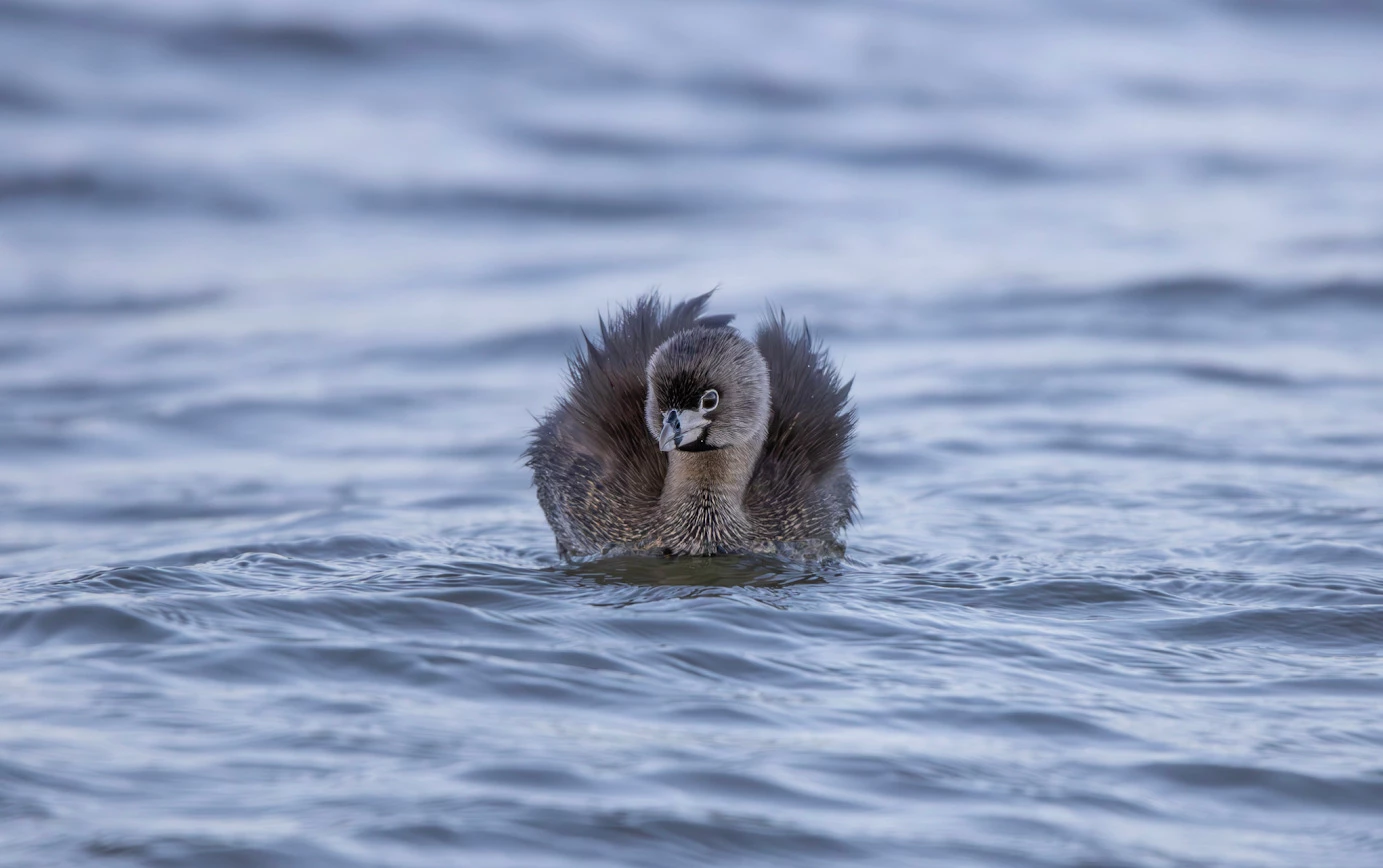 2025 Youth Honorable Mention, Chile and Colombia: Pied-billed grebe (Podilymbus podiceps) by Camilo Sanabria Grajales (Restrepo, Colombia)