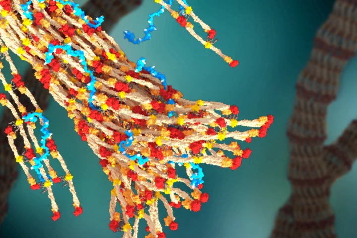 A 3D rendering of a blood clot forming, with PolySTAT (in blue) binding strands of fibrin together (Image: William Walker/University of Washington)