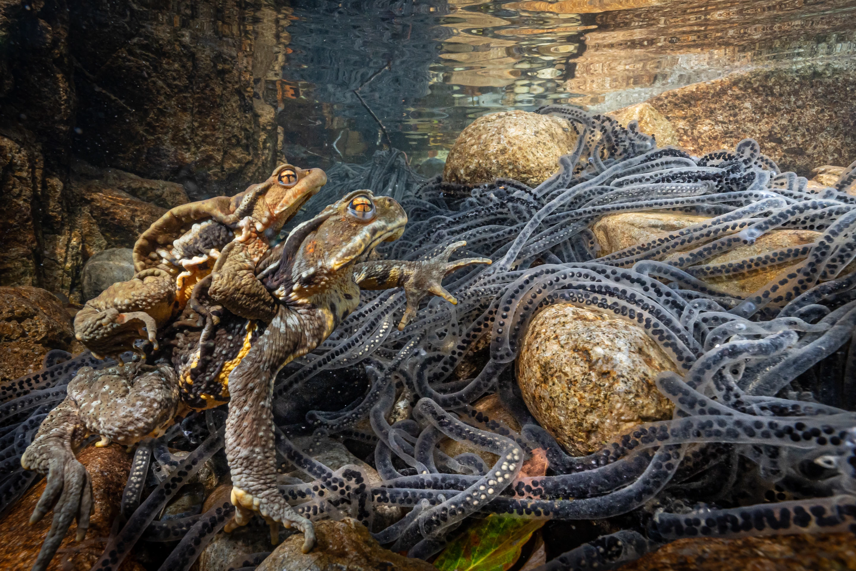 "Ride on You", which won gold in the Behavior: Amphibians and reptiles category of the 2023 World Nature Photography Awards. It depicts Japanese stream toads watching over a tangled mass of egg-strings