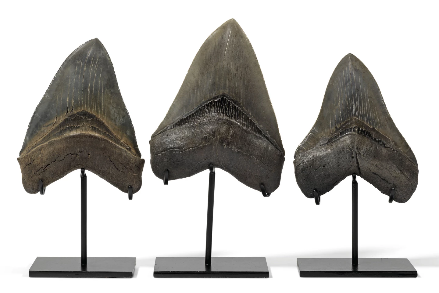 Three teeth from the giant Carcharocles megalodon, being 5½, 4⅞ & 5⅛ inches long respectively. From the Langhian (16-14 million years ago) period, these teeth, with their sharp serrations are an indication of the lethality of the largest and most powerful predator ever to stalk the oceans of the world. The custom stands are approximately 8 ines (20 cm) tall.