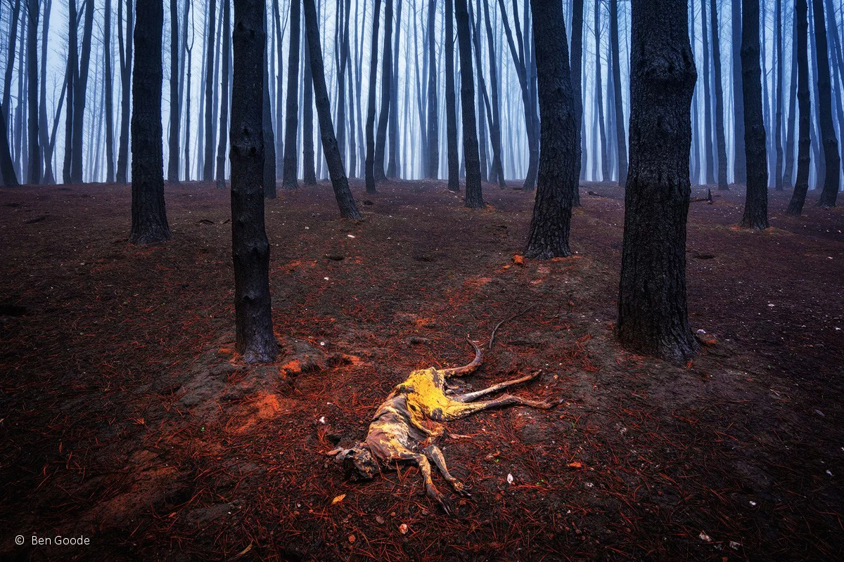 Our Impact winner: Left Behind, Kangaroo (Macropus sp.), by Ben Goode – a kangaroo is an unfortunate victim of the Adelaide Hills fires, highlighting how fast these disasters can take hold