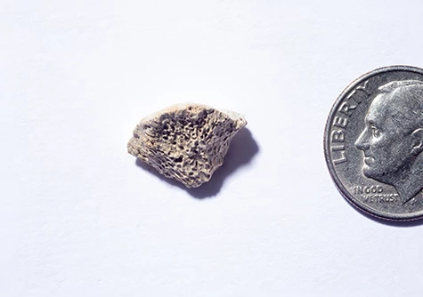 A femur bone fragment belonging to an ancient dog has offered clues about canine and human migration to the Americas