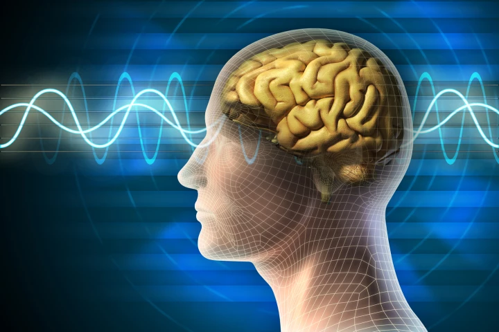 Researchers have found that the brain's shape may have a stronger influence on functioning than the connections between brain cells