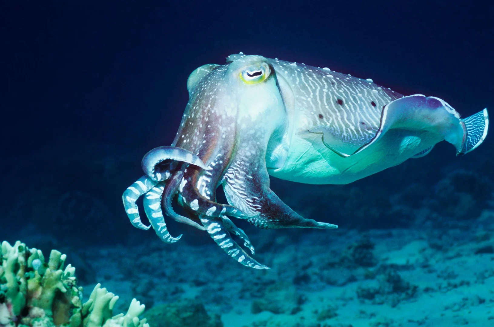 The scientists obtained melanin from cuttlefish, which manipulate the pigment to alter their appearance