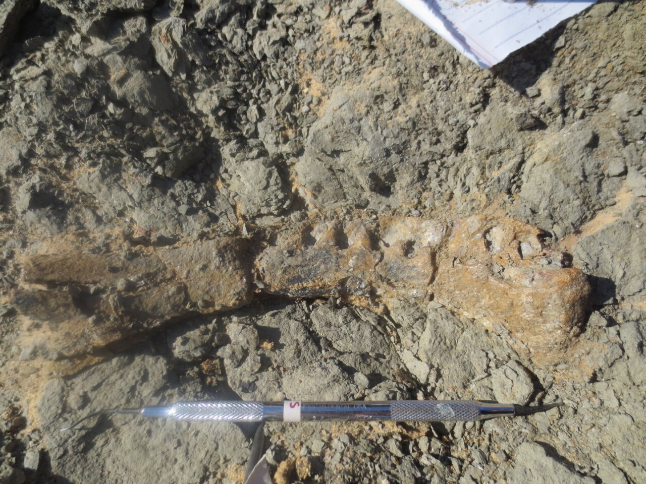 A section of Mansourasaurus' lower jawbone, discovered in the Sahara Desert