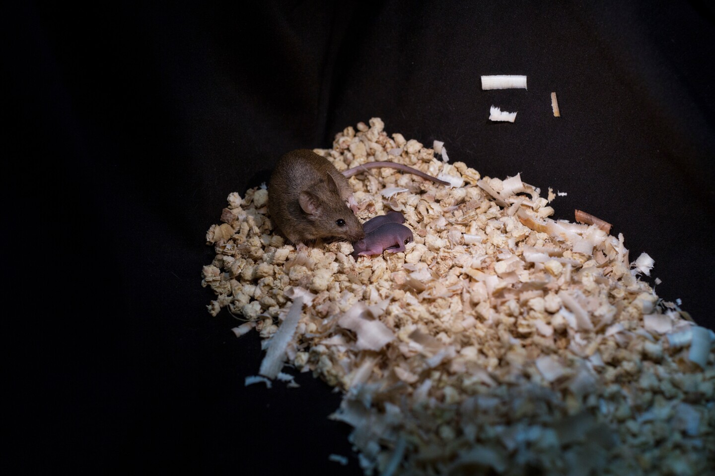 The researchers grew the bimaternal mice by removing certain "imprinted" genes from haploid embryonic stem cells of one female mouse, then implanting them into the egg of another female mouse