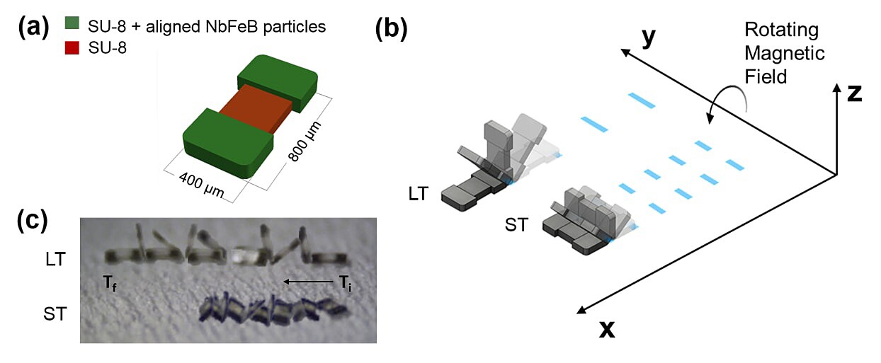 The microTUM robot tumbles end over end to traverse tricky terrain inside the body