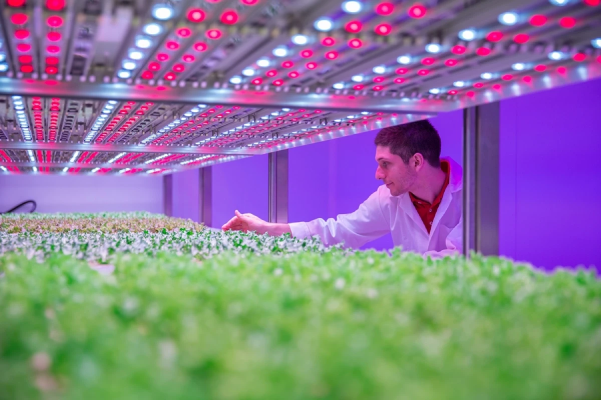The aim of the Philips GrowWise City Farming research center is to develop technology to "grow tasty, healthy and sustainable food virtually anywhere"