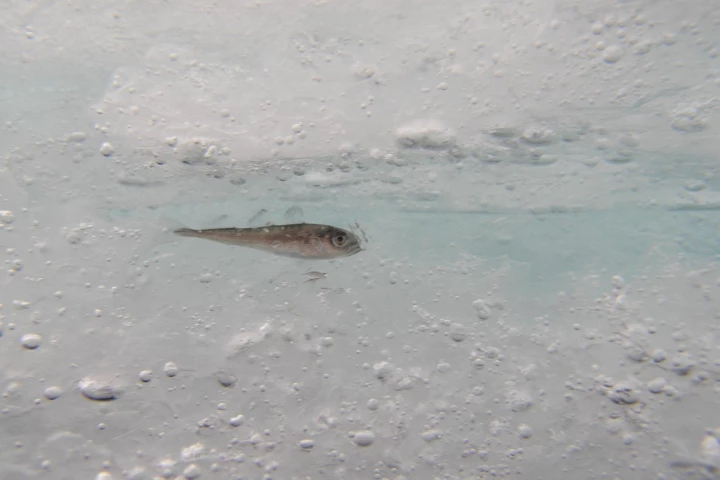 Polymers similar to the proteins found in this Arctic cod could dramatically improve the cryogenic storage of blood